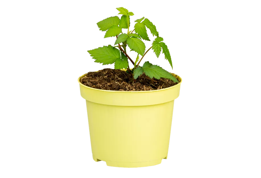 Herbstbrombeere Lowberry® 'Little Black Prince'®