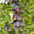 Prunus domestica subsp. domestica
