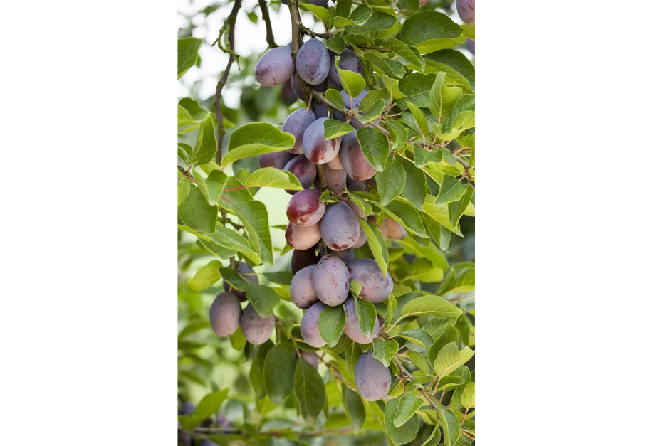 Zwetschge 'Fruca'