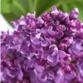 Syringa vulgaris