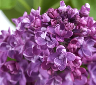 Syringa vulg.'Paul Deschanel'