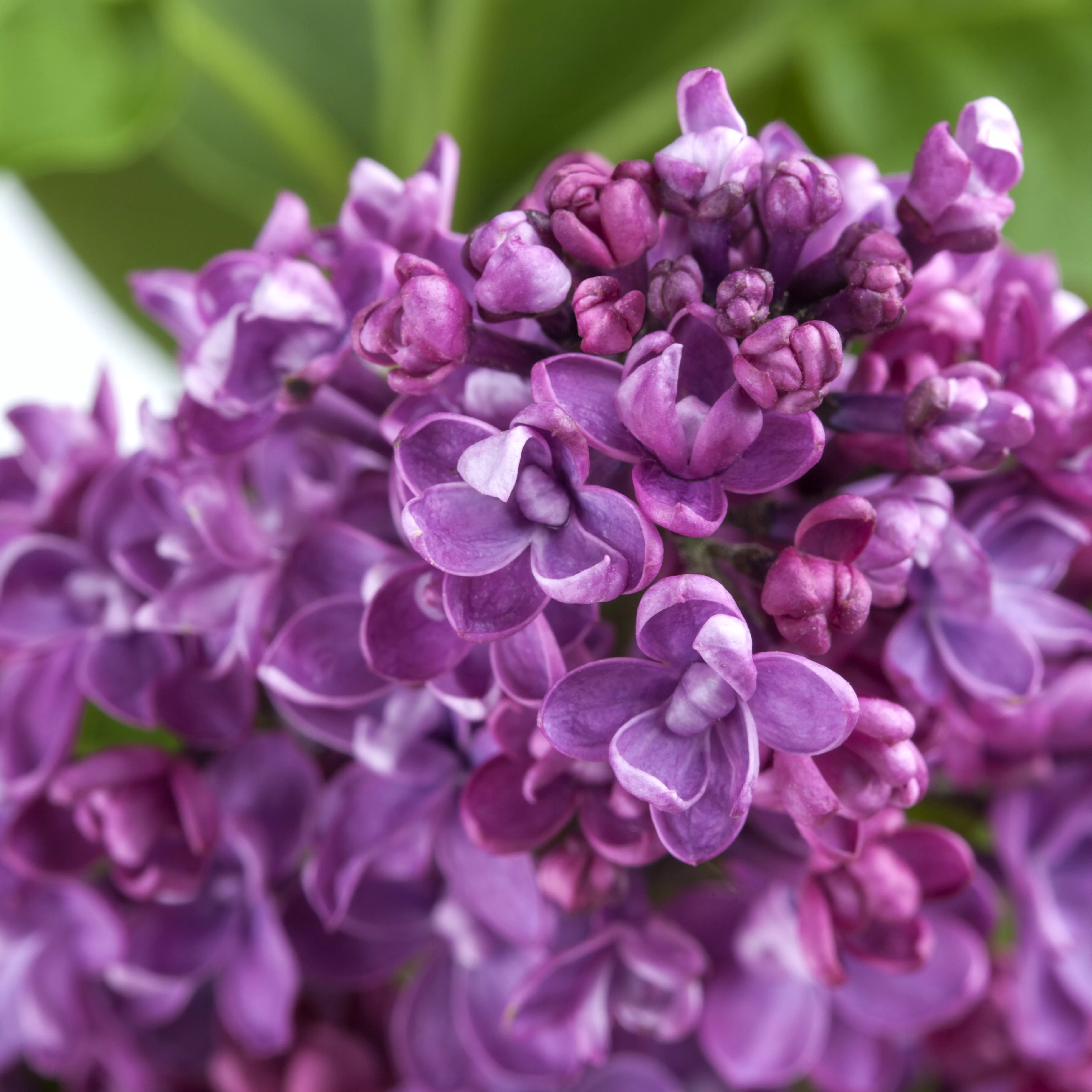 Syringa vulg.'Paul Deschanel'