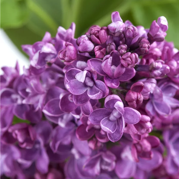 Syringa vulg.'Paul Deschanel'