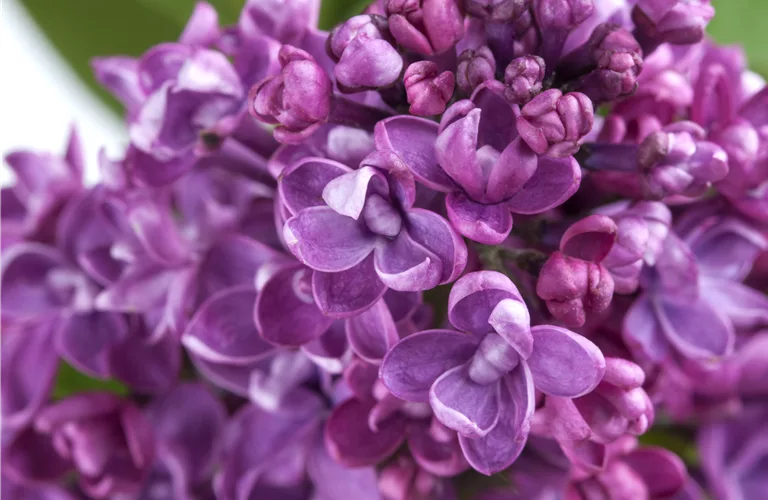 Syringa vulg.'Paul Deschanel'
