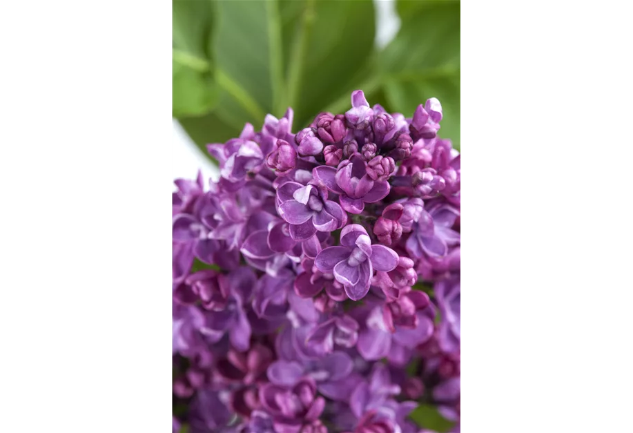 Edelflieder 'Paul Deschanel'