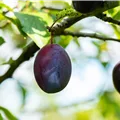 Prunus domestica subso. Domestica