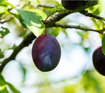 Prunus dom.'Topper' -S- CAC
