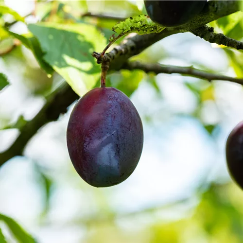 Prunus dom.'Topper' -S- CAC