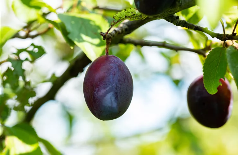Prunus dom.'Topper' -S- CAC