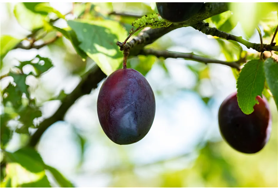 Zwetsche 'Topper'(s)