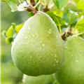 Pyrus com.'Obelisk', Säule