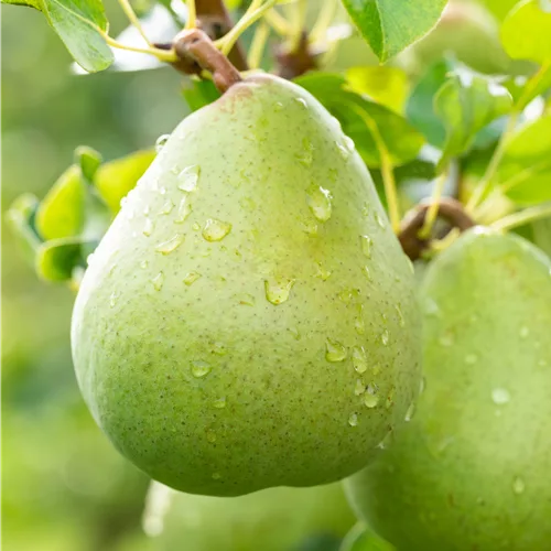 Pyrus com.'Obelisk' -R- CAC