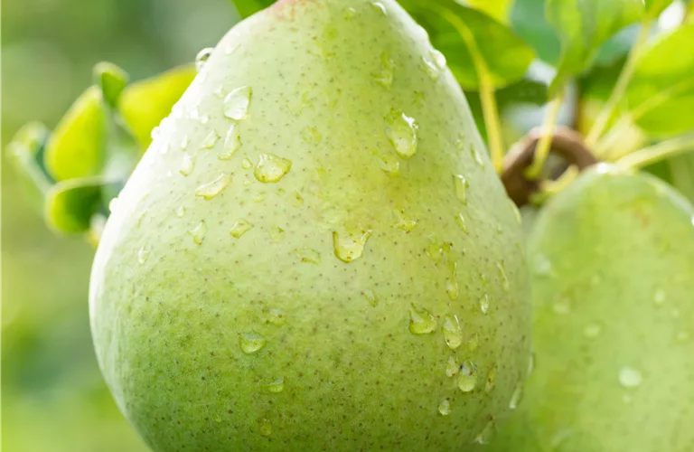 Pyrus com.'Obelisk' -R- CAC