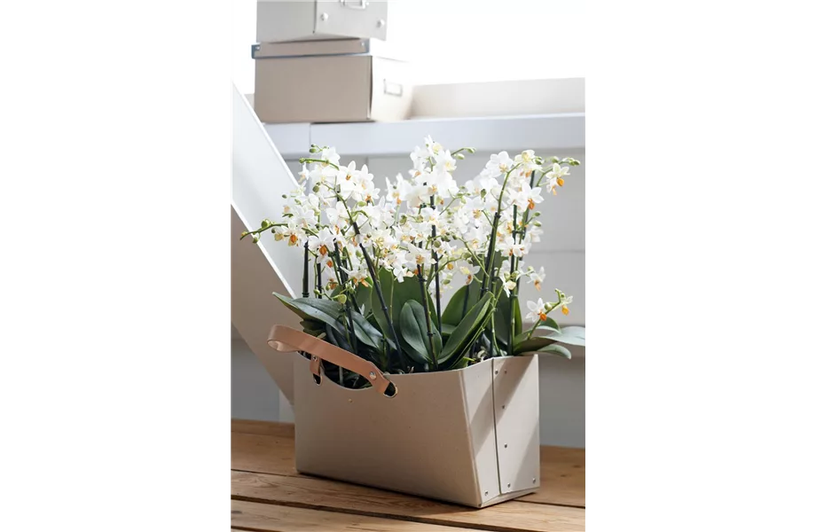 Pflanze des Monats Januar 2026: Phalaenopsis