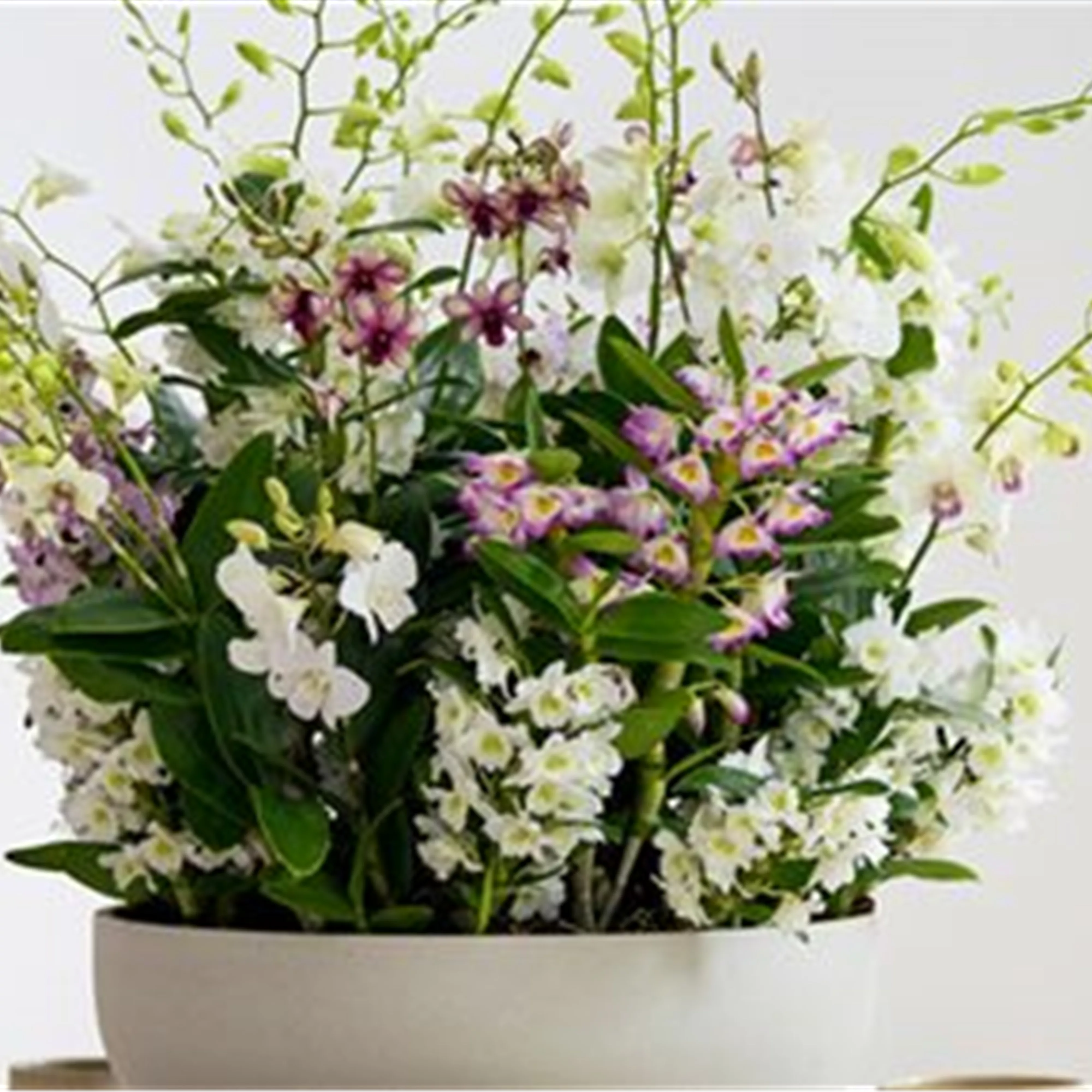 Pflanze des Monats März 2026: Dendrobium