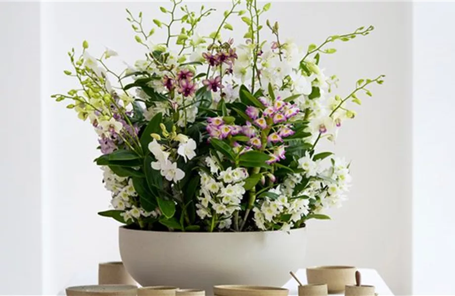 Pflanze des Monats März 2026: Dendrobium
