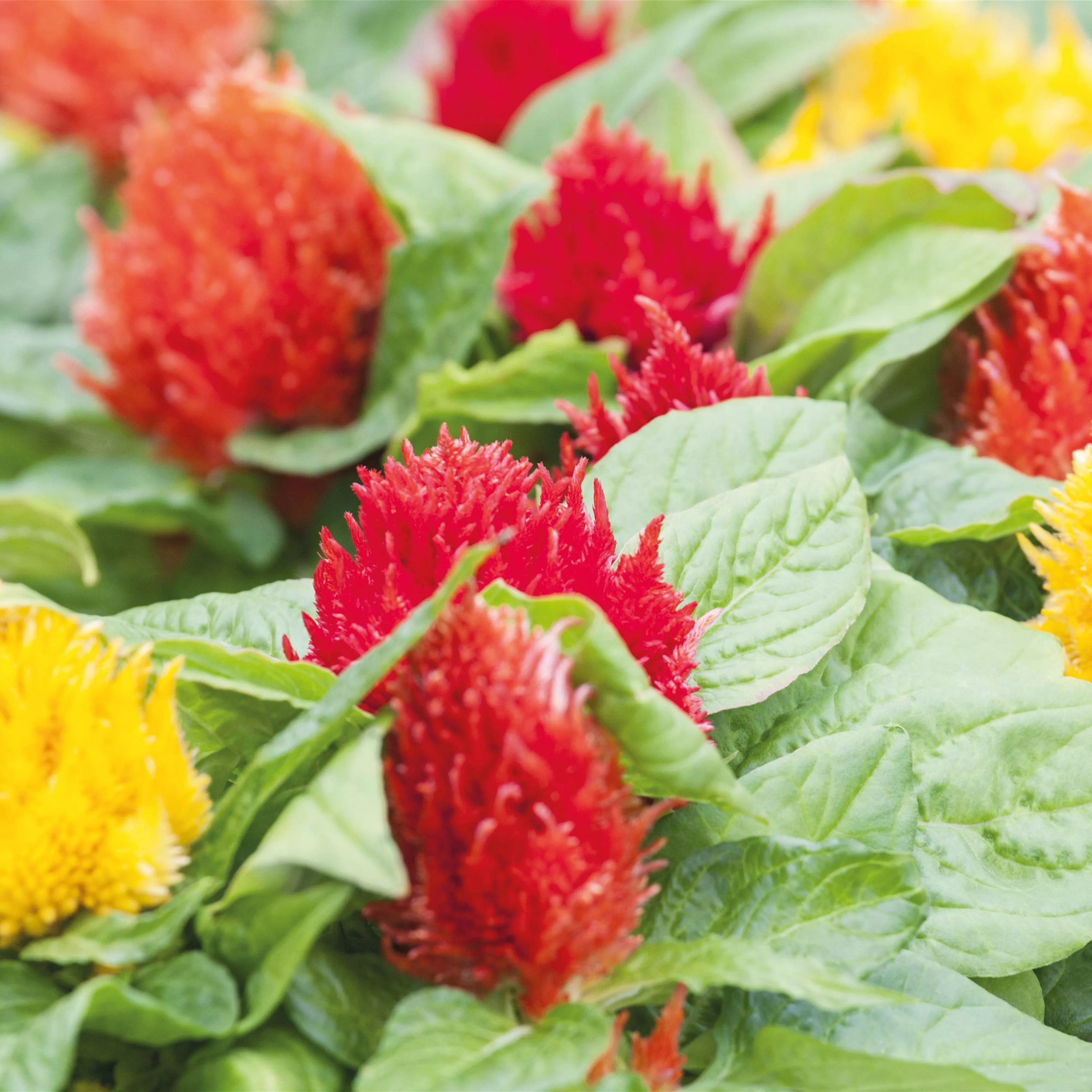 Pflanze des Monats Juli 2026: Celosie