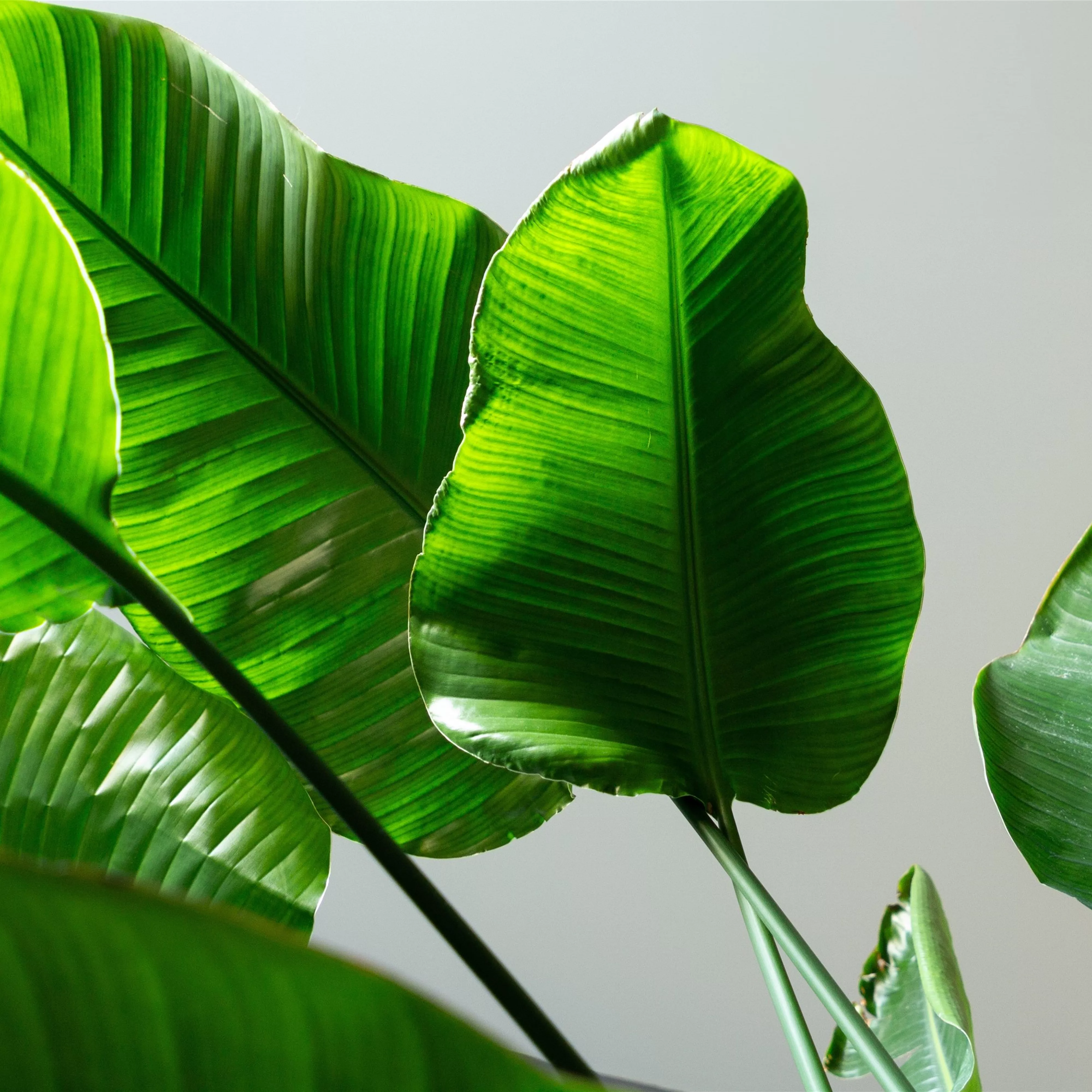 Pflanze des Monats September 2026: Strelitzie