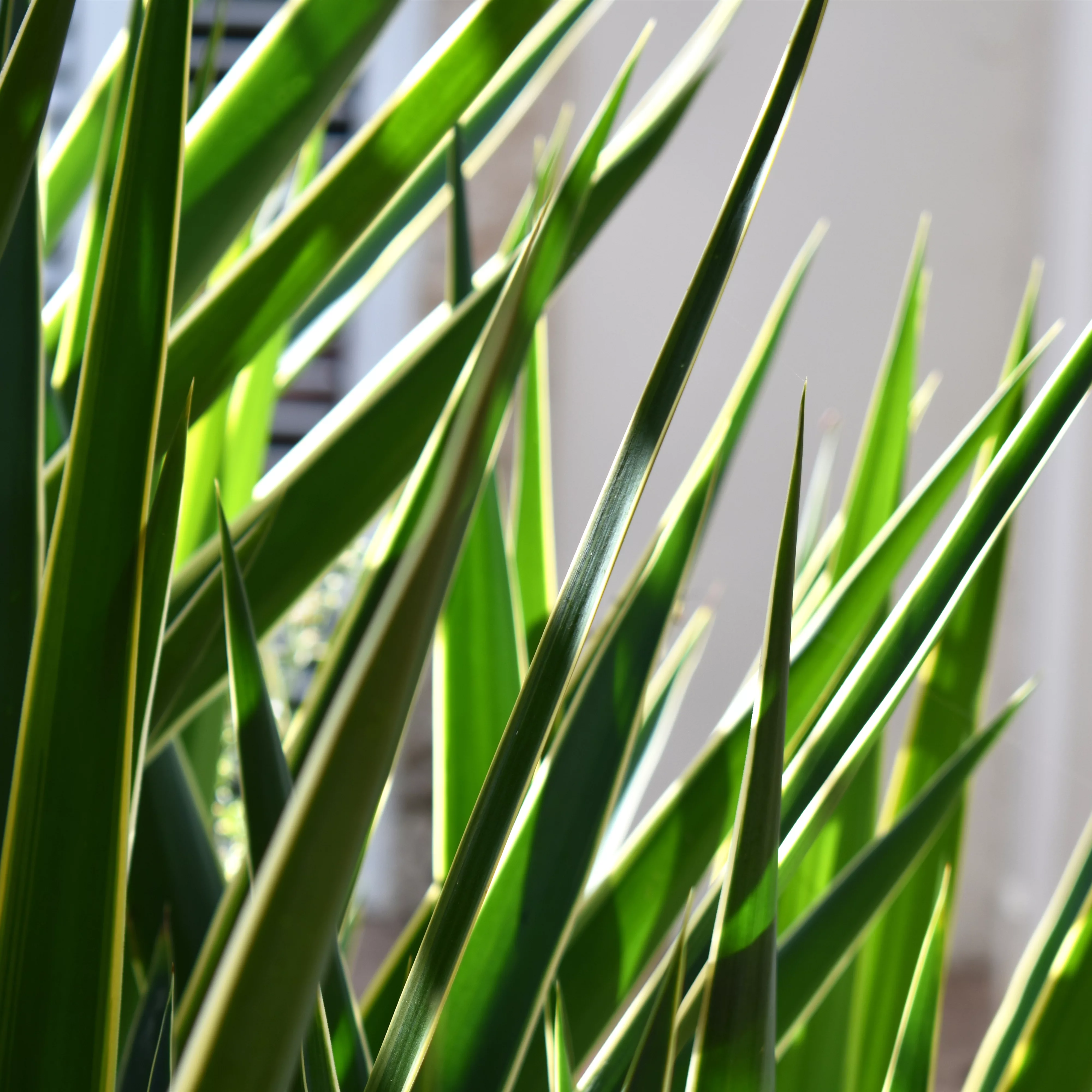 Pflanze des Monats Dezember 2026: Yucca