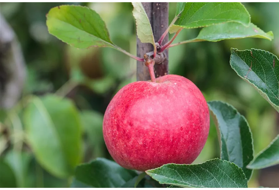Apfel 'Roter Berlepsch' mittel
