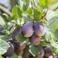 Prunus domestica subsp. domestica