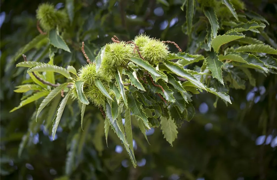 Rund um die Kastanie  Rund um die Kastanie