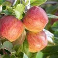 Malus domestica 'Gala'