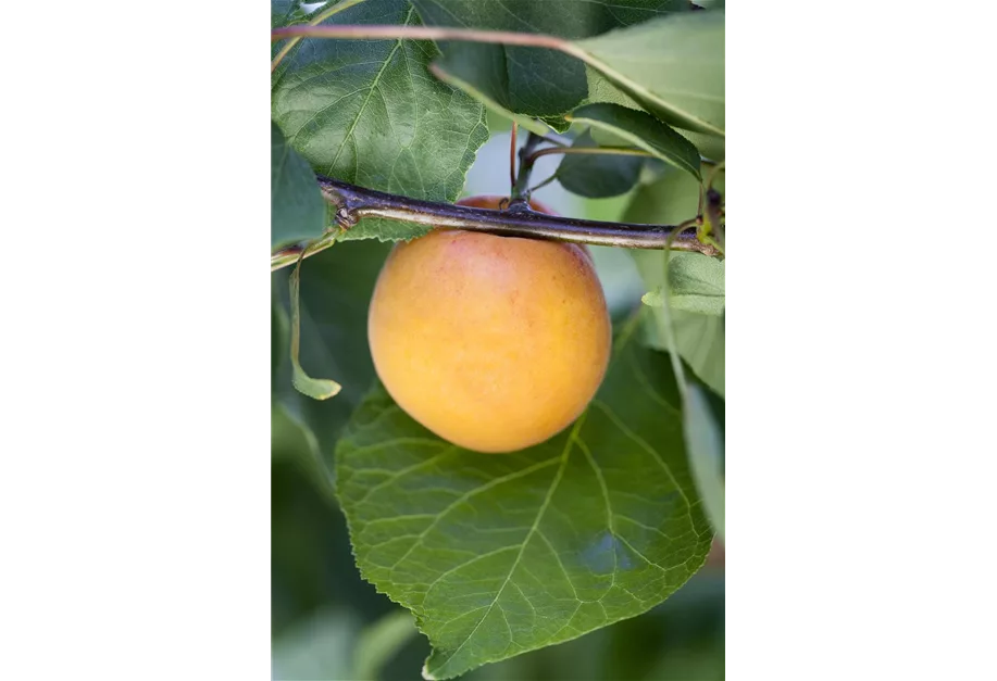 Aprikose 'Hargrand'
