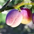 Prunus domestica 'Avalon'