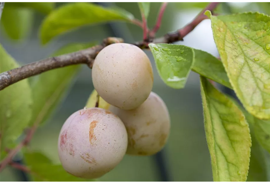 Mirabelle 'Von Nancy'