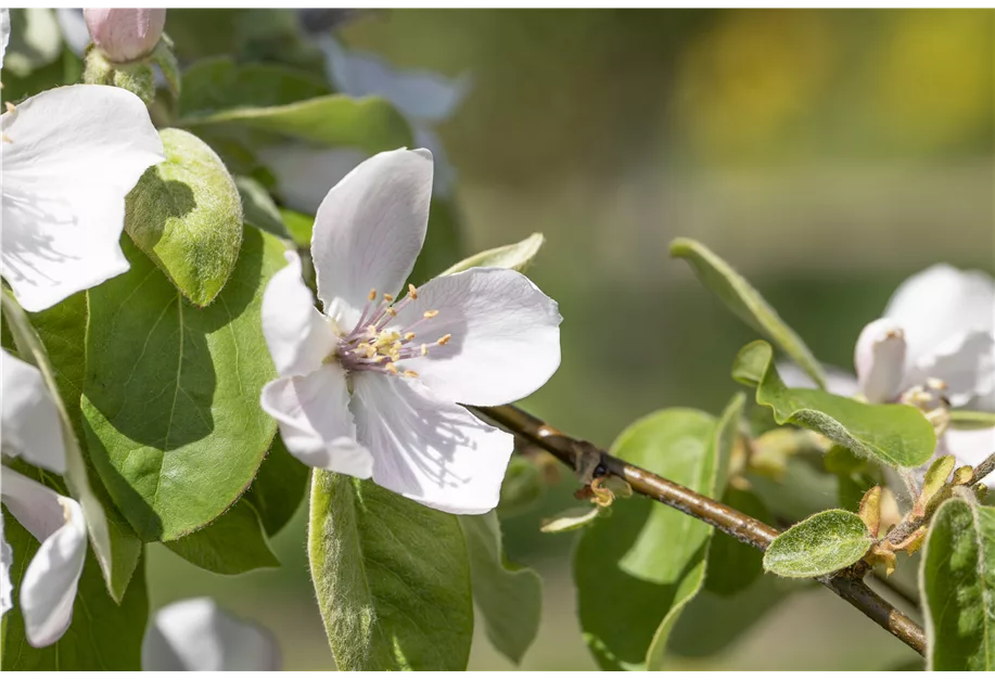 Quitte 'Cydora Robusta' -S-