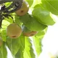 Pyrus pyraster 'Kosui'