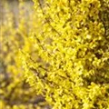 Forsythia x intermedia 'Week End'®