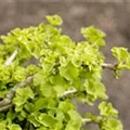 Ginkgo biloba