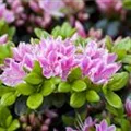 Rhododendron obtusum 'Kermesina Rose'