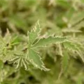 Acer palmatum 'Butterfly'