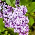 Syringa vulgaris
