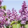 Syringa vulgaris 'General Pershing'