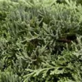 Juniperus horizontalis
