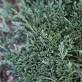 Juniperus horizontalis