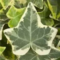 Hedera helix, bunt