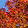 Acer palmatum 'Trompenburg'