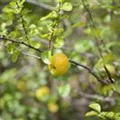 Chaenomeles x superba