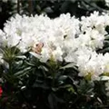 Rhododendron 'Cunningham´s White'